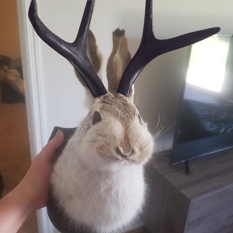 Taxidermy, Head Wall Decor, Deer Head Wall Mount, Deer Head Wall