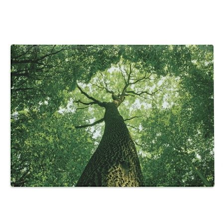 

Forest Cutting Board Tall Old Tree View Sun Rays Top Branches Leaves Nature Picture Decorative Tempered Glass Cutting and Serving Board Large Size Green Pale Green Brown by Ambesonne