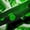 Black Green, variant on Castle Fairy Gradient Gamer Black Out Curtains,Soccer Curtains Pack of 2 (42x63 Each)