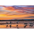 thumbnail image 3 of Fitzharris, Tim 18x14 Black Modern Framed Museum Art Print Titled - Sandhill Cranes-Bosque del Apache NWR New Mexico, 3 of 5