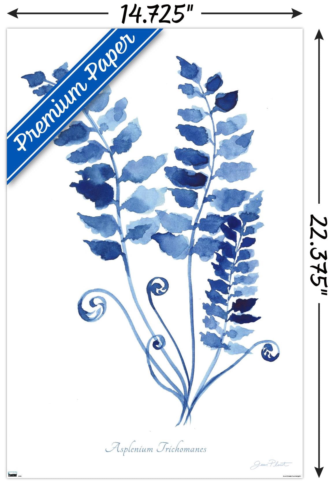 Jean Plout - Indigo Botanical Asplenium Trichomanes Wall Poster, 14.725" x 22.375"