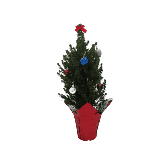 Decorated Dwarf Alberta Spruce - Picea - Great Christmas Tree - 6" pot