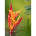 thumbnail image 2 of Merrill Images 19x24 Gold Ornate Wood Framed with Double Matting Museum Art Print Titled - Fiji-Taveuni Island False Bird Of Paradise Flower (Heliconia psittacorum), 2 of 4