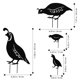 thumbnail image 5 of Cuatro piezas de estatuas de estacas de animales de hierro fundido con siluetas rústicas de codornices, 5 of 5