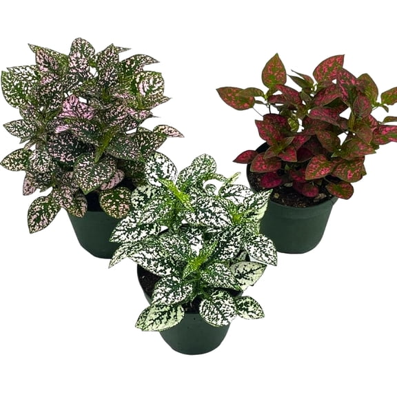 Polka Dot Plant Assortment, 4 inch, Hypoestes Phyllostachya, Pink, White, and red, Flamingo Splash, Set of 3