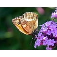 thumbnail image 3 of Nanho Blue Butterfly Bush - Buddleia - Very Hardy - Gallon Pot, 3 of 3