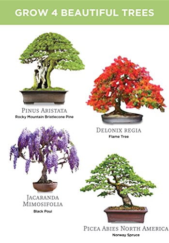 Planters' Choice Bonsai Starter Kit - Walmart.com - Walmart.com Planters' Choice Bonsai Starter Kit - Walmart.com - Walmart.com