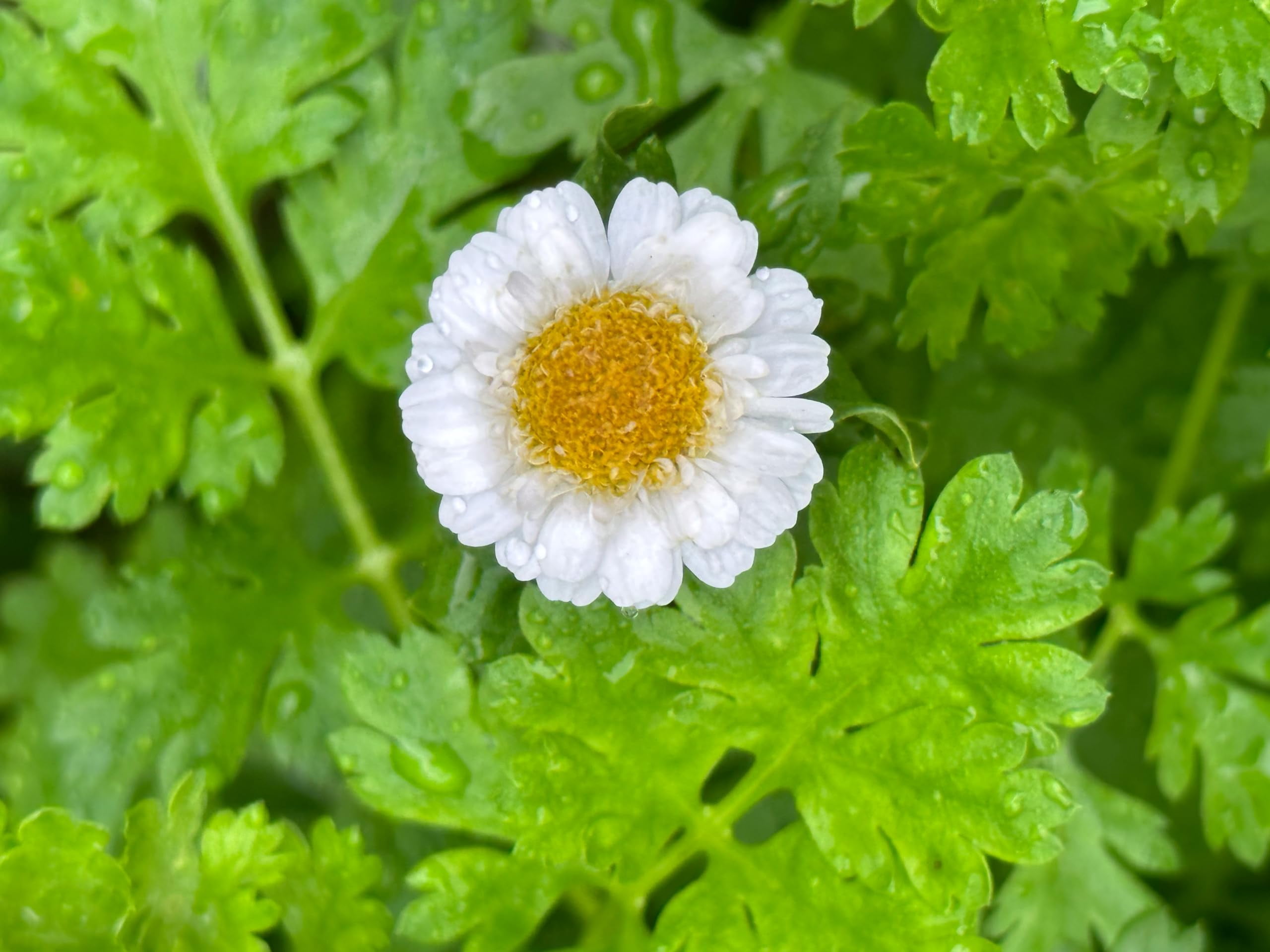 Feverfew Plant, (Tanacetum parthenium) 2.5 inch Pot