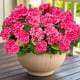 thumbnail image 1 of Flores artificiales de geranio Turnmeon para decoración de exteriores, 4 unidades, 1 of 9