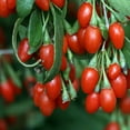 thumbnail image 2 of Goji Berry Plant - Live Starter Plant in a 2 Inch Growers Pot - Lycium Barbarum - Fruit Plants for Your Patio or Edible Garden, 2 of 5