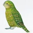 thumbnail image 2 of CafePress - Kakapo Female Body Suit - Long Sleeve Cotton Baby Bodysuit, 2 of 4