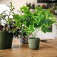 thumbnail image 4 of BotaniNest Fausses Vignes de Verdure Pothos Feuilles pour Mur Intérieur Cour, 4 of 6
