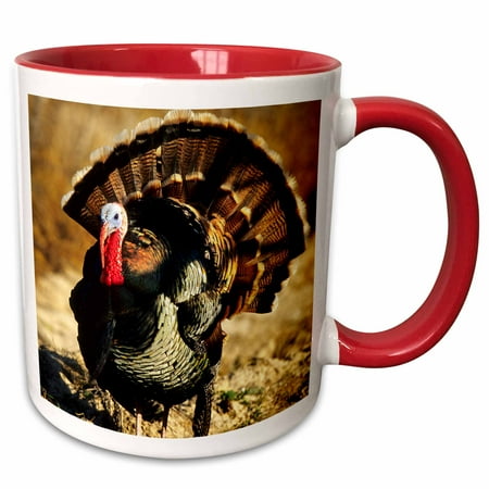 Strutting Gobblers - 3dRose Rio Grande Wild Turkey gobbler strutting, Starr County, Texas - Two Tone Red Mug, 11-ounce