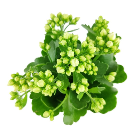 SUCCULENTS BOX 12-18" White Calandiva Live Plants in 45" Grower Pots