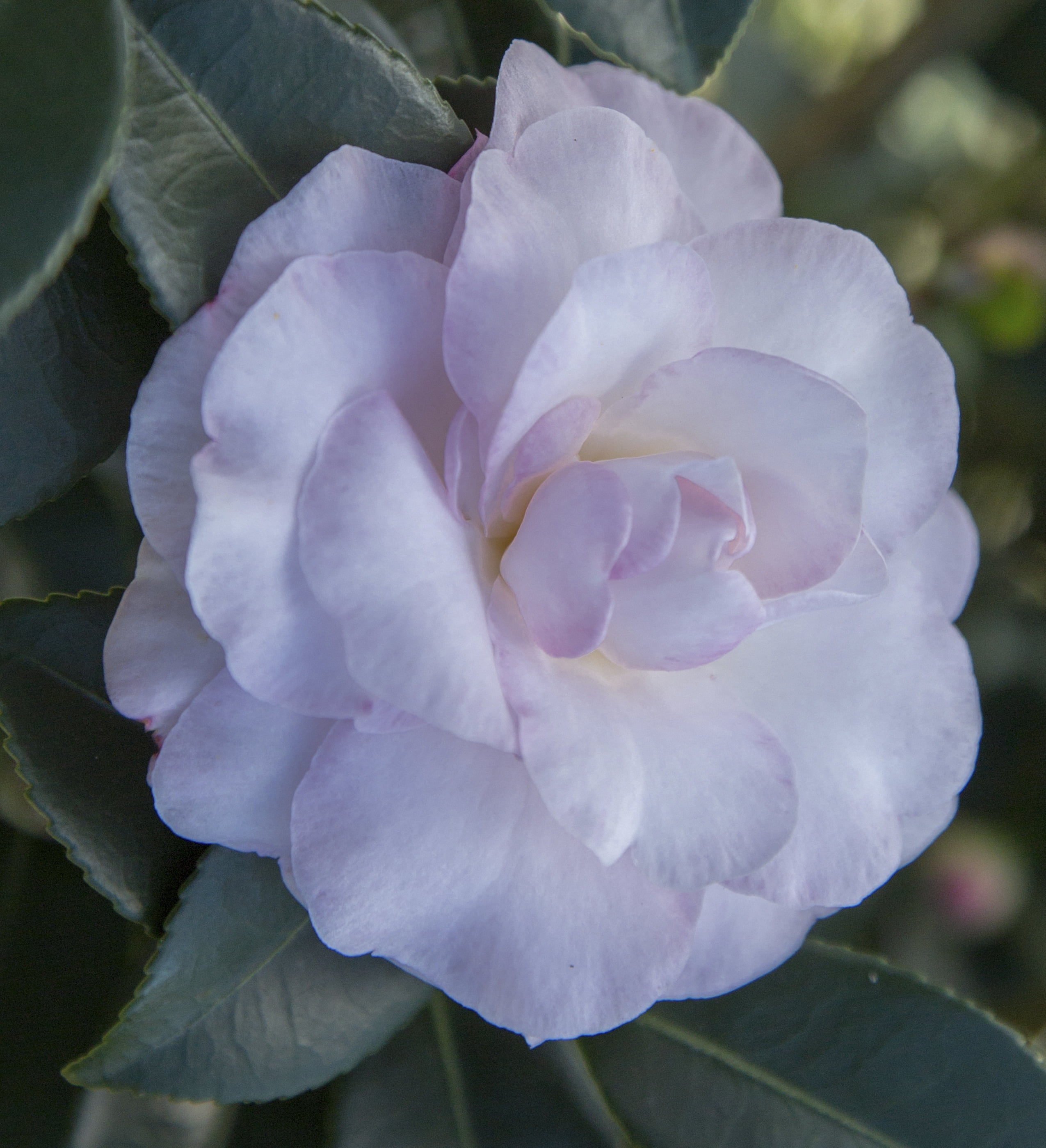 Southern Living October Magic Dawn Camellia Live Shrub in 2.5-Quart Grower Pot