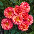 thumbnail image 3 of Gurney's 1 Dormant Bare Root Floribunda Rose Flower Seed, 3 of 4
