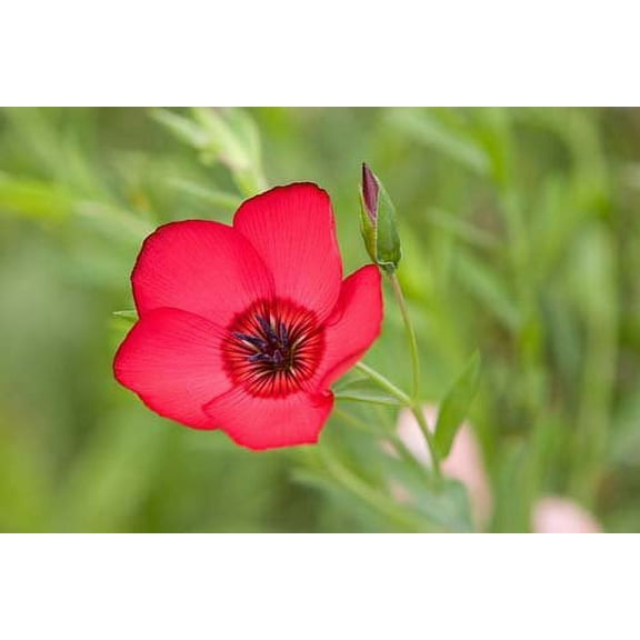Flax Scarlet Nice Garden Flower 500 Seeds
