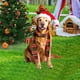 thumbnail image 4 of Seyotauo Christmas Santa Hat Dog Garden Stake Decoration - Iron Outdoor Christmas Decorations, Festive Yard & Lawn Ornament for Christmas Parties, Holiday Gatherings & Outdoor Christmas Celebrations, 4 of 7