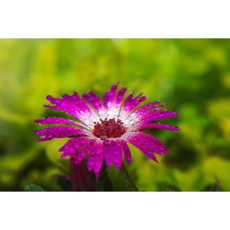 Flower Plant Photo - LAMINATED POSTER Summer Garden Marguerite Flower Photo Plant Poster Print 24 x 36