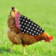 thumbnail image 4 of Delantal de gallina con montura de pollo de 3 piezas, chaqueta de pollo, delantal de gallina, fijador de plumas, cubierta trasera de ala de aves de corral, 4 of 6