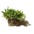 St. Augustine 'Seville' Sod 18 Live Plugs Drought, Salt & Shade