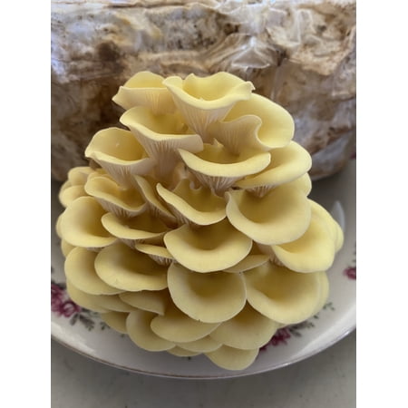 Yellow Oyster Mushroom Growing Kit