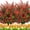 Orange, variant on 10 Bundles Artificial Lavender Flowers Outdoor Fake Plants Faux Plastic UV Resistant Flowers for Home Garden Porch Window Box and Cemetary Grave Decorations (10, Blue)