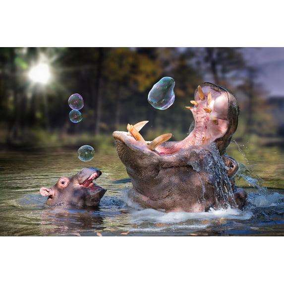 Hippos and Bubbles (36x54 Giclee Gallery Art Print, Vivid Textured Wall Decor)