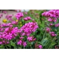 thumbnail image 7 of 1000 TALL CATCHFLY (Campion / None So Pretty) Silene Armeria Pink Flower Seeds, 7 of 7