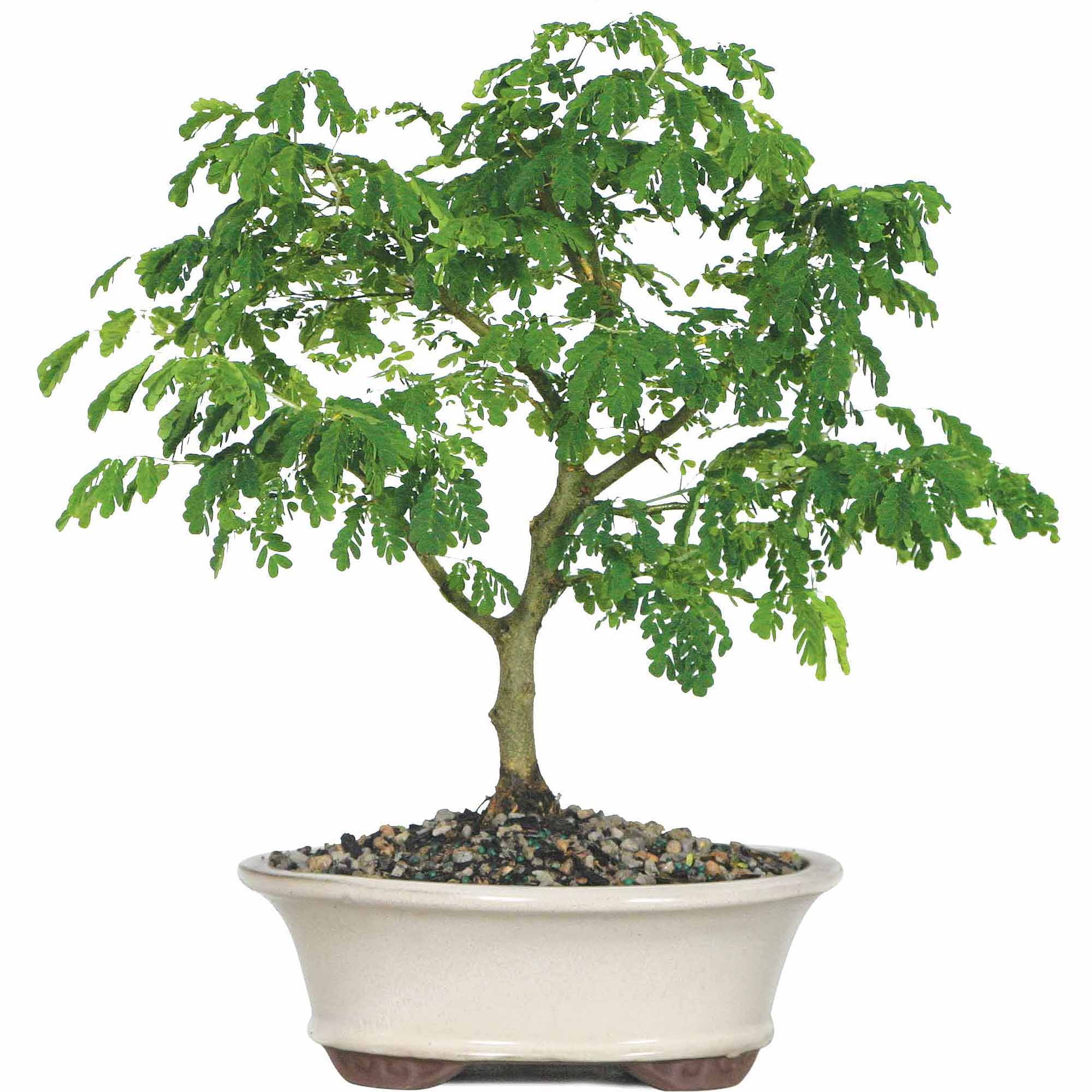 Brussel's Brazilian Rain Tree Bonsai Large (Indoor) by Brussel's Bonsai