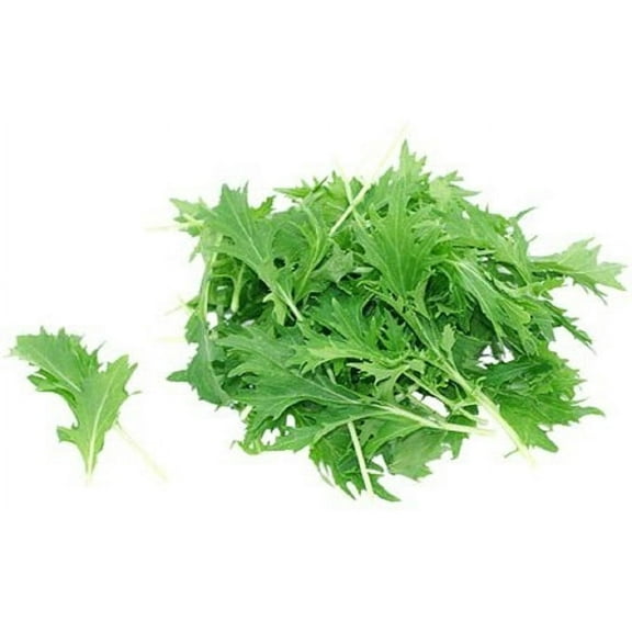 Mizuna Mustard Green Seeds - 200 Seed Pack - a Mustard Green with Distinctive feathery Leaves and a mild, Sweet Flavor. - Country Creek LLC