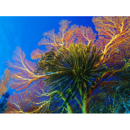 Featherstars Perch on the Edge of Gorgonian Sea Fans to Feed in the Current, Fiji, Pacific Ocean Print Wall Art By Louise