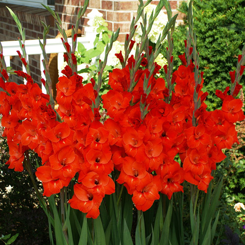 EuroBlooms Gladiolus 'Red Sensation' 24 Flower Bulbs