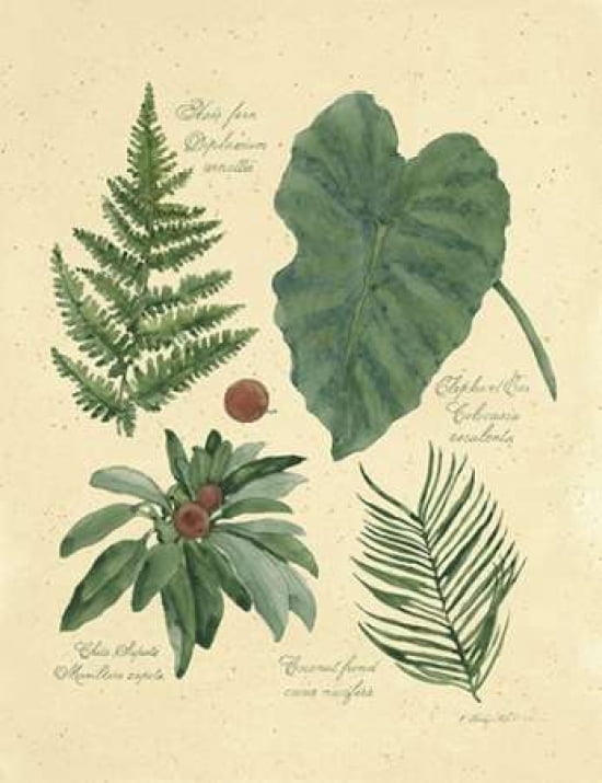 Rainforest Collecti