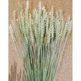 thumbnail image 2 of Green Beardless Wheat Bundle Long Stem 18-24 Inch - Single Bunch for Holiday, Home and Seasonal Décor, 2 of 2