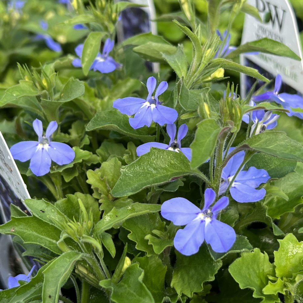 Proven Winners 2 Gallon Hanging Basket Multicolor Multispecies Flowering Combo Annuals Outdoor Live Plants Full Sun