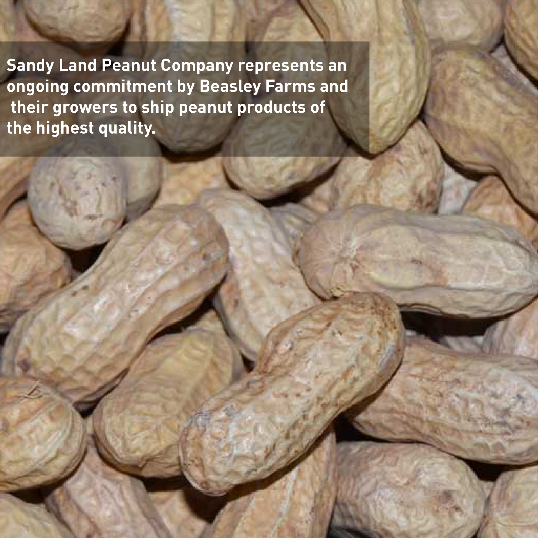 Sandy Land Peanuts - 25 Pounds