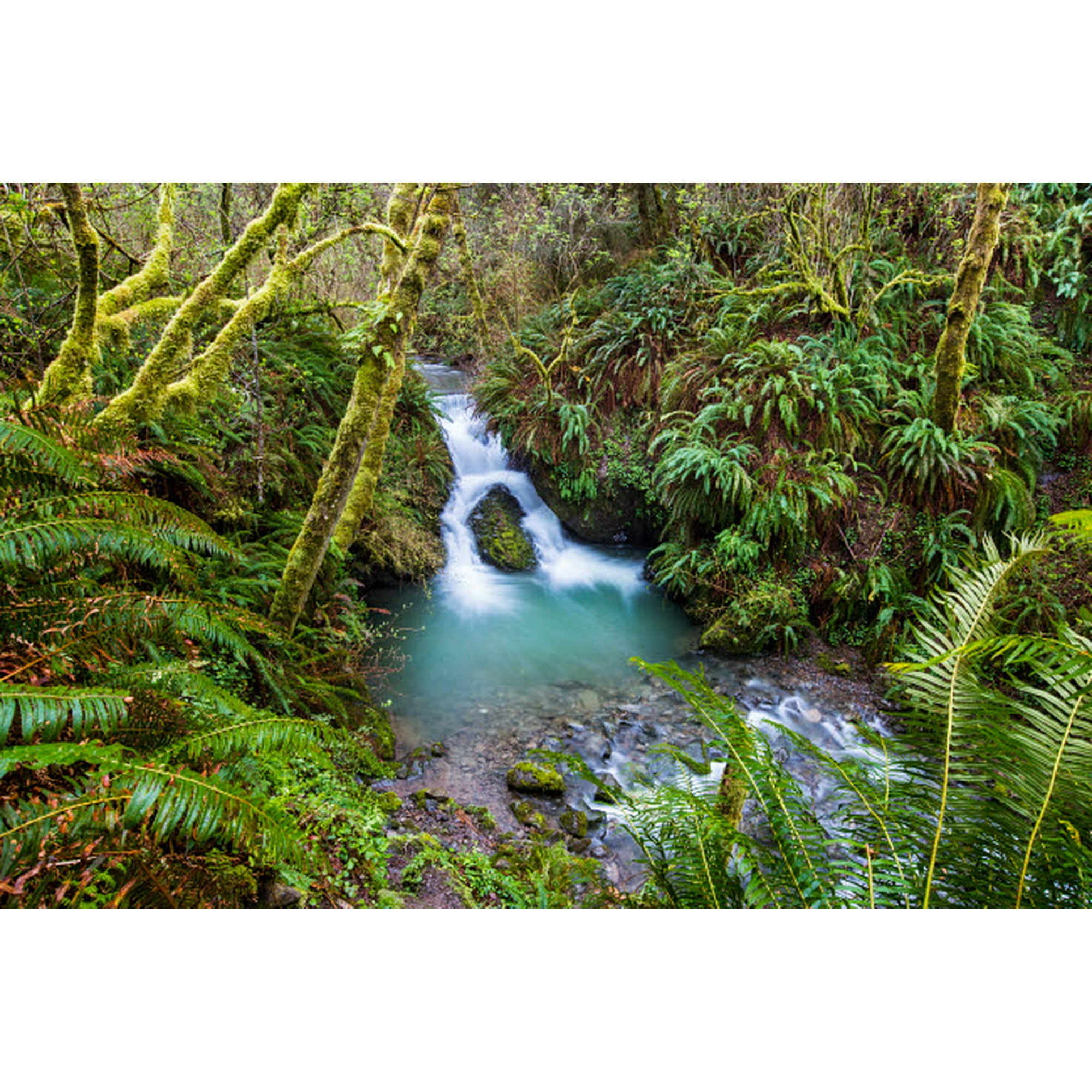 USA, California, Redwoods National Park Stream flows through canopy and  ferns onto Enderts Beach Poster Print by Yuri Choufour (36 x 24) #  US05YCH0001 | Walmart Canada