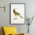 thumbnail image 1 of Tucana Aracari Brasilensibus - Toucan | Saverio Manetti | Premium Fine Art Print | 18th Century Italian | Botany | Portrait | Nature Art, 1 of 7