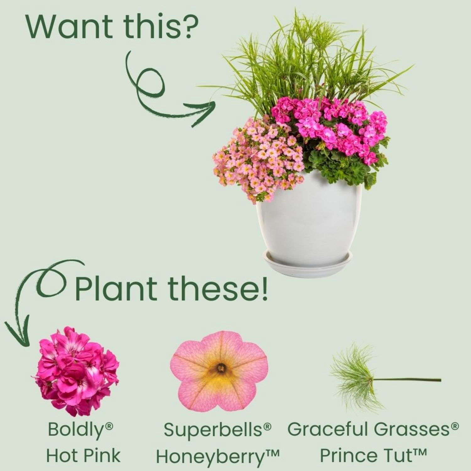 Proven Winners 4" Boldly Hot Pink Geranium Live Plant in 4.25" Pot (4 Count)