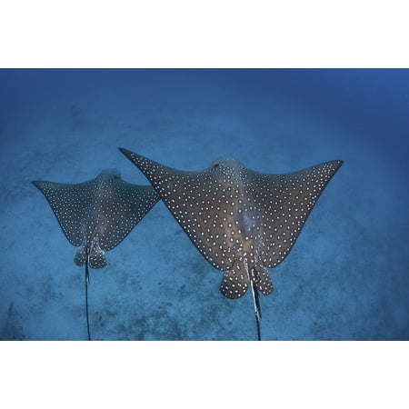 Spotted eagle rays swim over the seafloor near Cocos Island Costa Rica Canvas Art - Ethan DanielsStocktrek Images (17 x 12)
