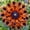 B, variant on 1000 Dahlia seeds-Low Maintenance,for Garden Ideal,for Beds Borders Plant Pots & Planters