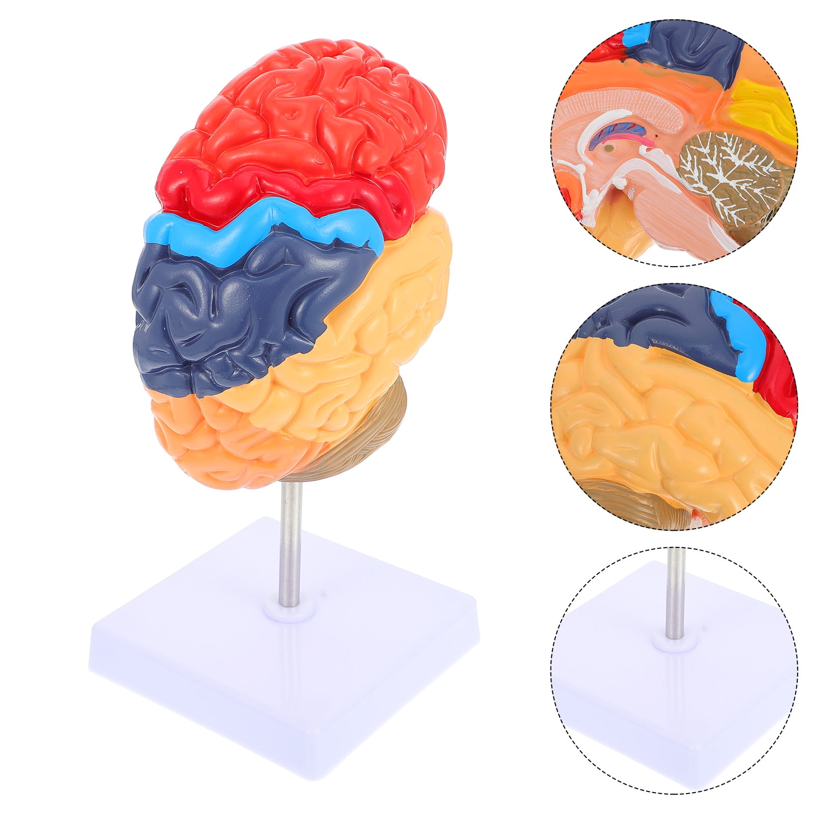 新品未開封　4D Vision Human Head Anatomy Model 4D Vision Human Head Anatomy Model - Walmart.com