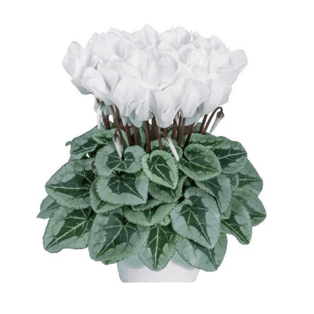 White Cyclamen Live Plant, Cyclamen Live Plant, White Flower, 4 to 7 inches Tall, 4 inch Pot for Planting