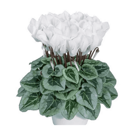 White Cyclamen Live Plant, Cyclamen Live Plant, White Flower, 4 to 7 inches Tall, 4 inch Pot for Planting