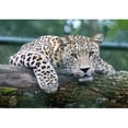 thumbnail image 2 of wall26 - Leopard Lying on an Old Tree Trunk - Removable Wall Mural | Self-Adhesive Large Wallpaper - 66x96 inches, 2 of 6