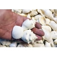 thumbnail image 3 of 1 Lb White Seashell Mix (Large) Beach Wedding Coastal Cottage Kids Crafts Nautical Home Decor Vase Filling, 3 of 3