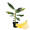 Dwarf Cavendish, variant on Dwarf Cavendish Banana Tree Live Plant 4–6 Inches Tall, Tropical Banana Plant for Outdoor Garden or Patio Container, No Pot