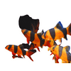 3 Pack Clown Loaches, Live Fish