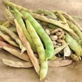 thumbnail image 2 of American Seed Bean Pinto Seeds, Annual Vegetables Full Sun, 2 of 7